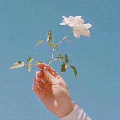 14版社会 - 种植金银花 增收乐开花